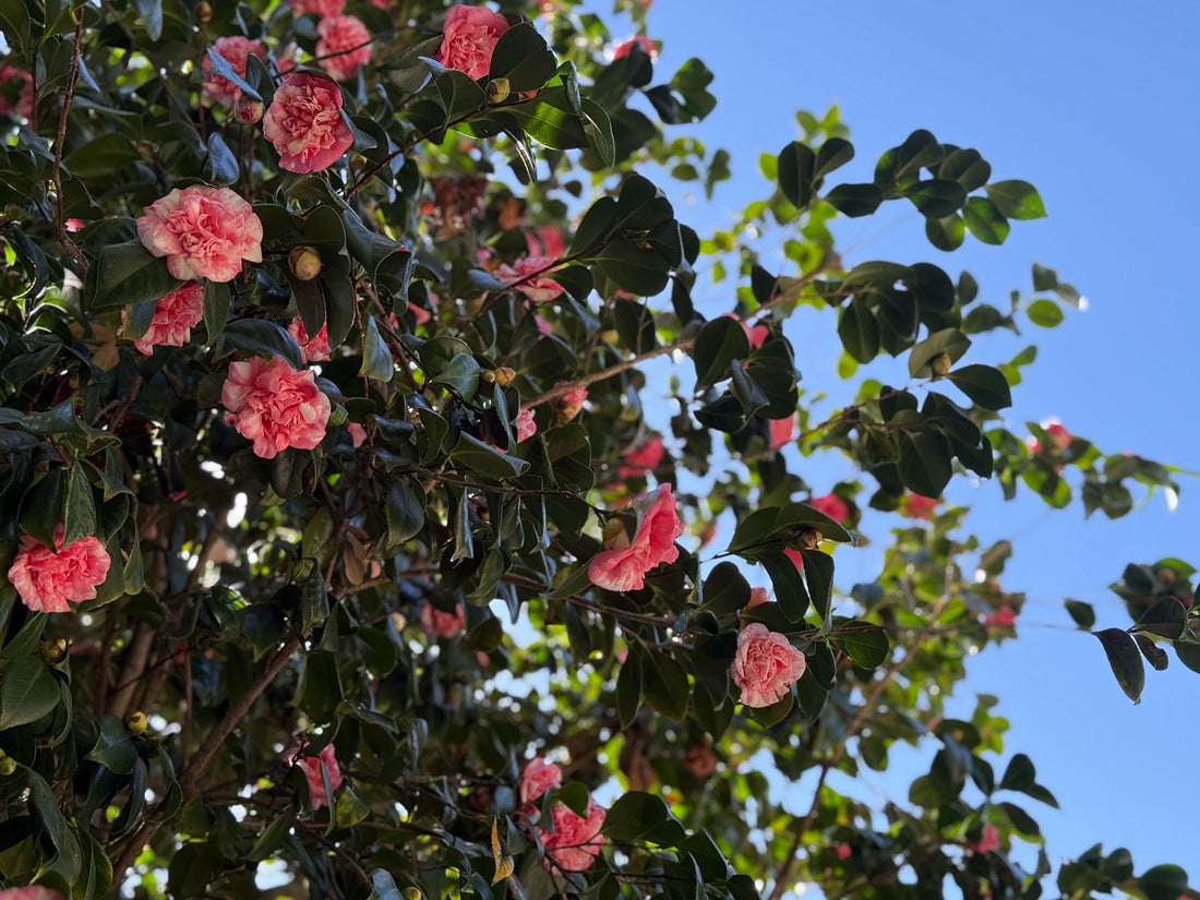 How to Grow Camellias